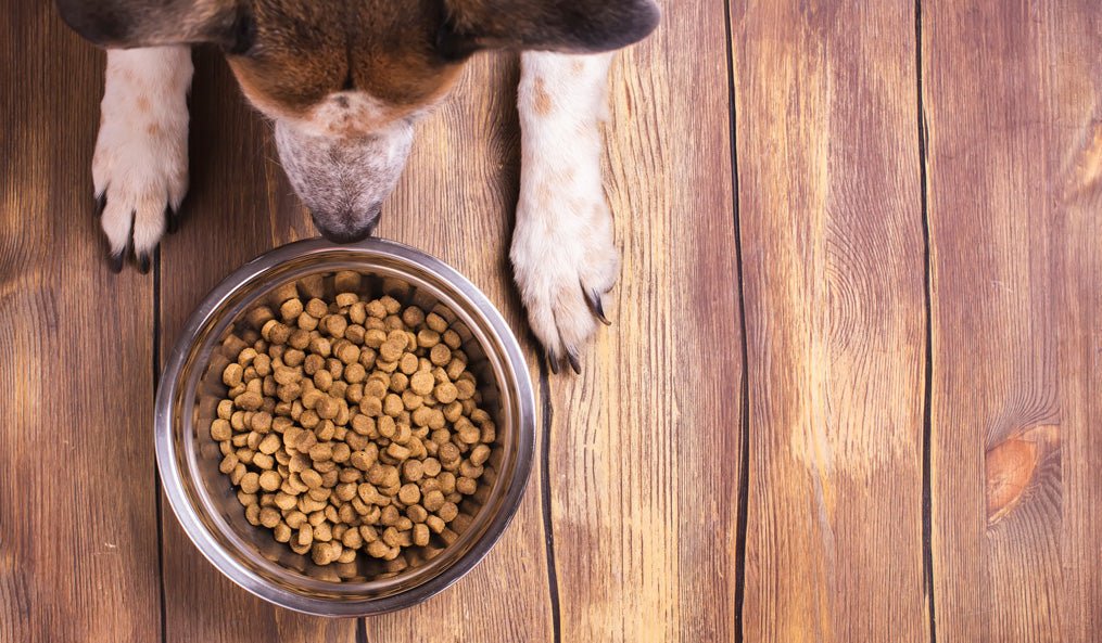 Feeding your Pup Best Puppy Food Brands to Consider in India