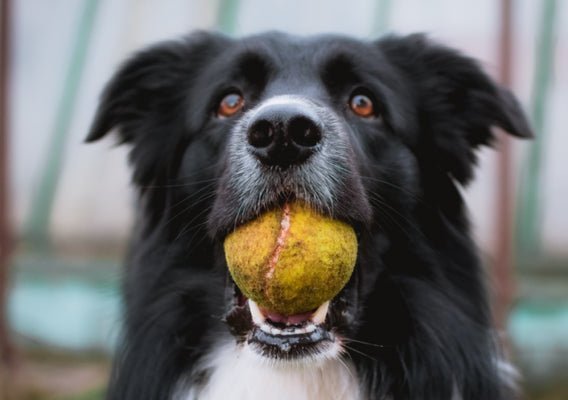 Tricks and Toys to Keep Dogs Busy When They're Alone