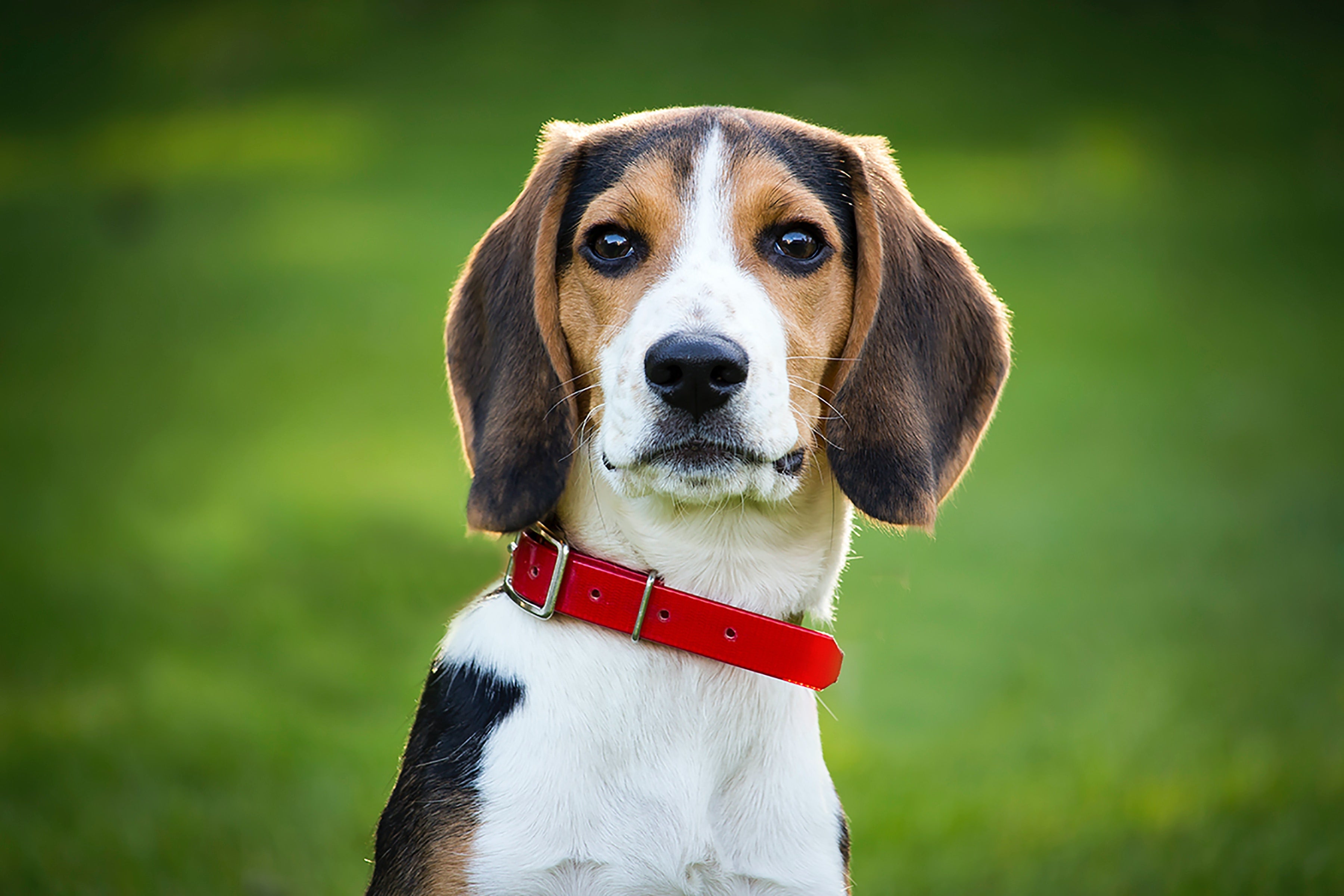 Beagle store temperament gentle