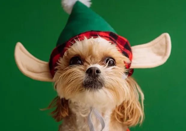 5 Top Ideas to Celebrate Christmas With Your Pets - Wagr Petcare