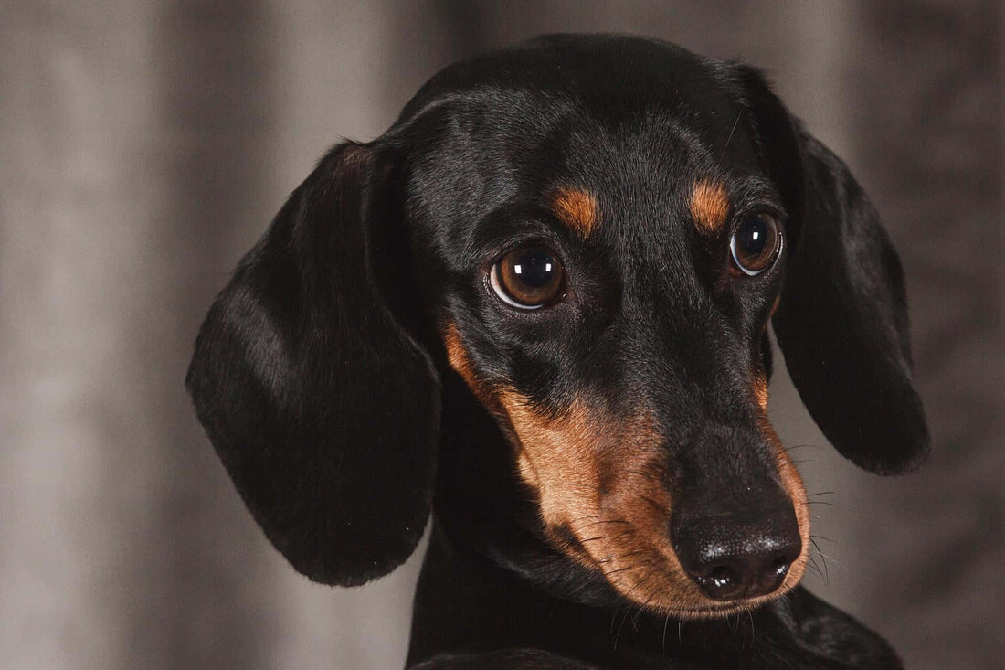 Breed At A Glance: Dachshund - Wagr Petcare