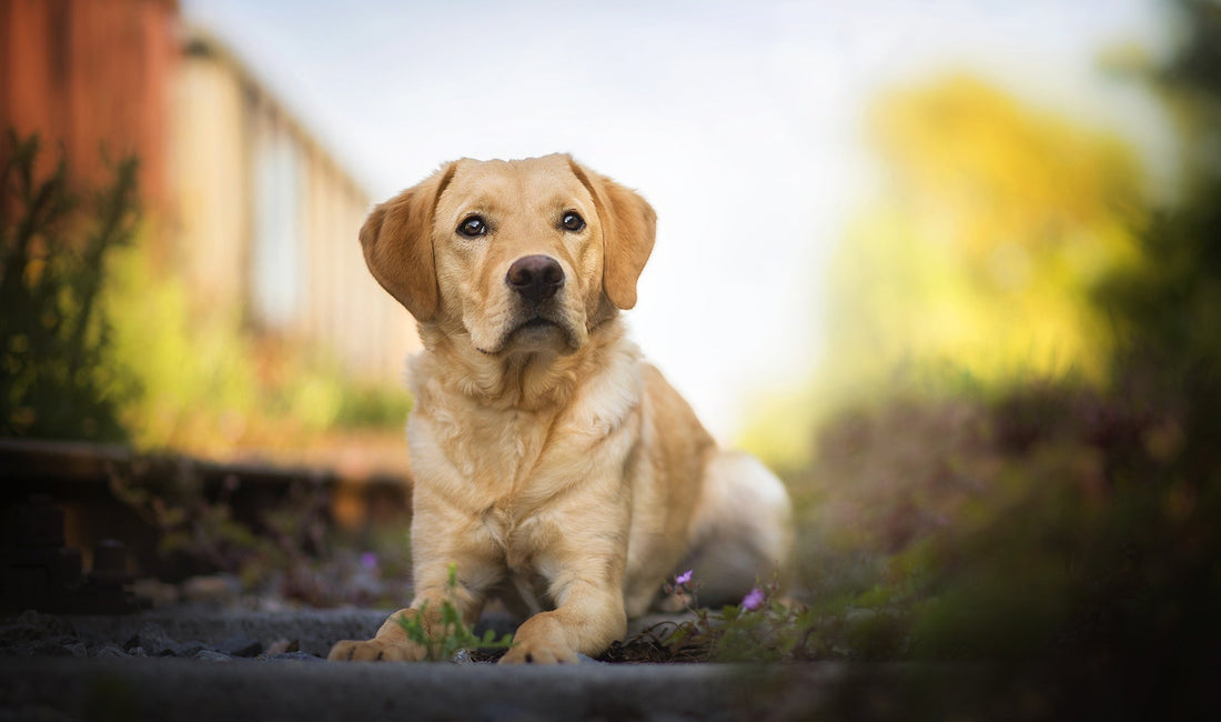 Breed At A Glance: Labrador Retriever - Wagr Petcare