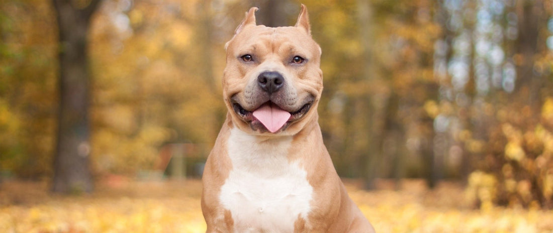 Breed At A Glance: Pitbull - Wagr Petcare