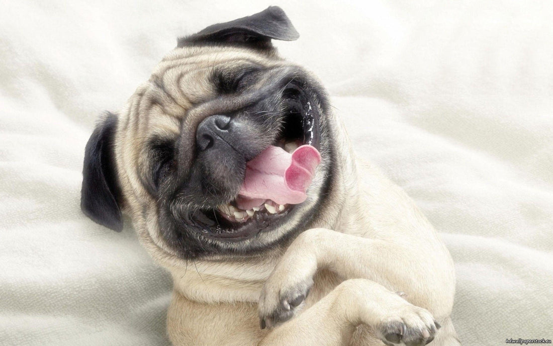 Breed At A Glance: Pug - Wagr Petcare