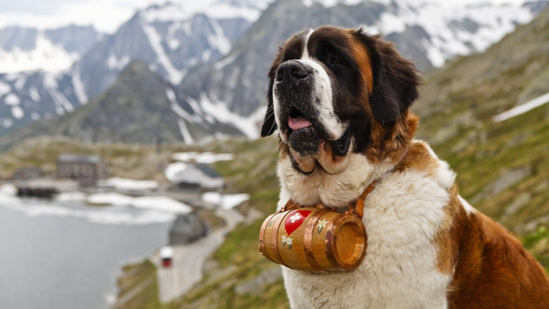 Breed At A Glance: Saint Bernard - Wagr Petcare