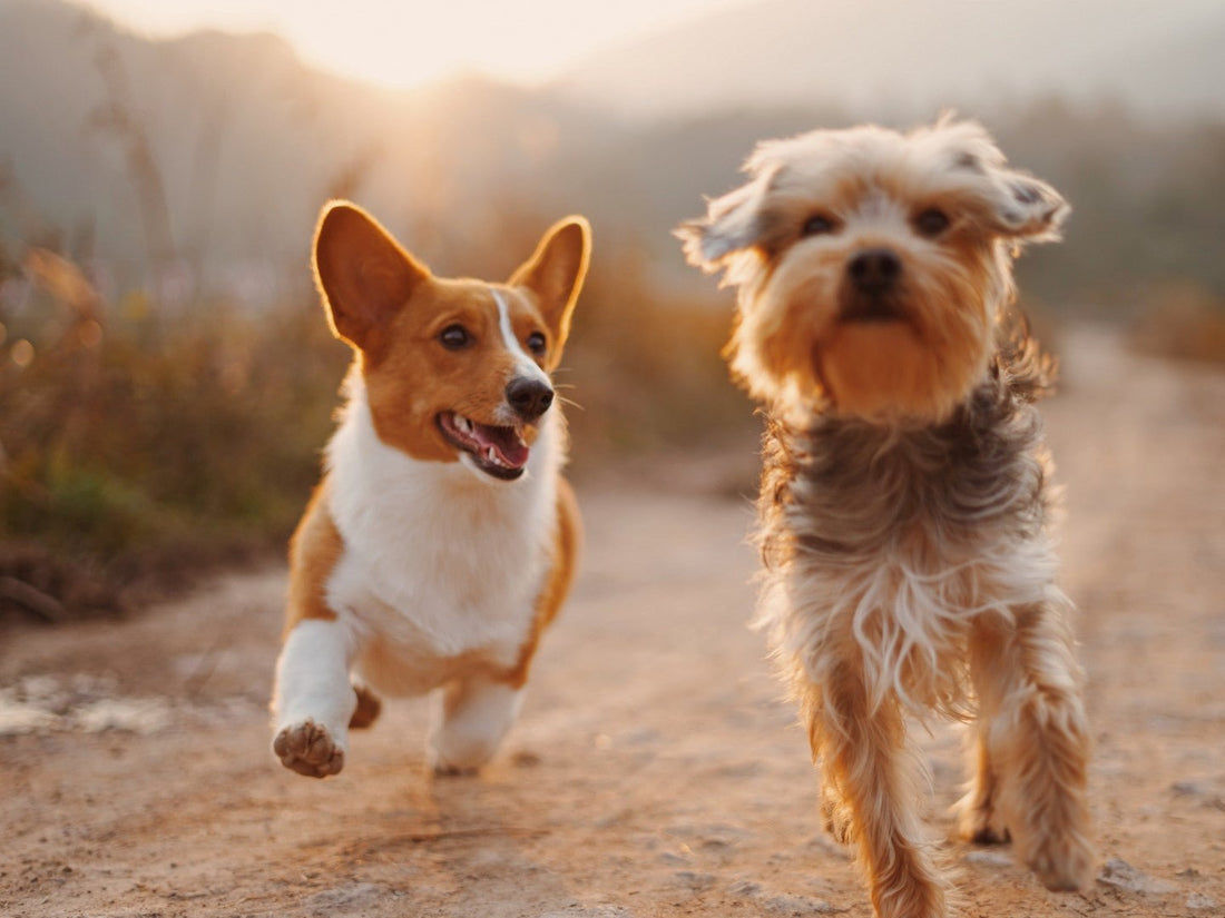 Dog Roaming: Why Does Your Dog Do It and How to Stop It - Wagr Petcare