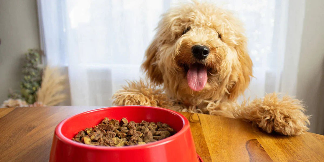 Here's How to Plan a Healthy Diet for Your Dog - Wagr Petcare