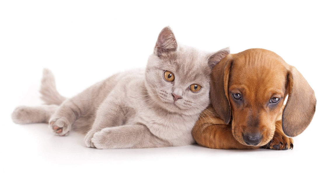 How to Stop Bleeding in Dogs and Cats: First Aid Tips - Wagr Petcare