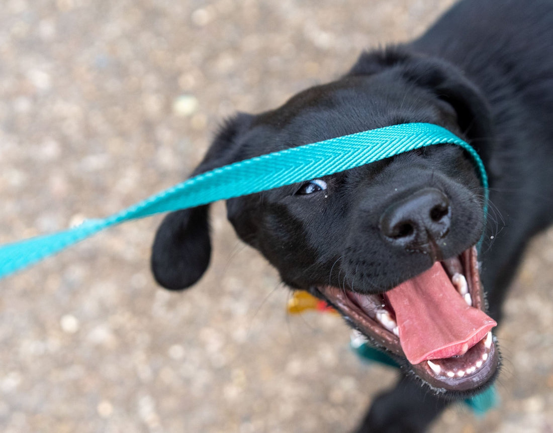 How to Train Your Puppy to Walk on a Leash (Easy Tips and Tricks) - Wagr Petcare