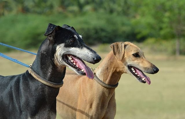 The Indian Dog Breeds You Need to Know About (Your Favourite Desi Dogs!) - Wagr Petcare