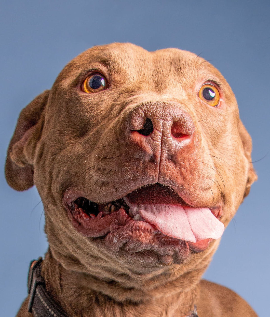 Pitbulls: Beyond The Stereotype - Wagr Petcare