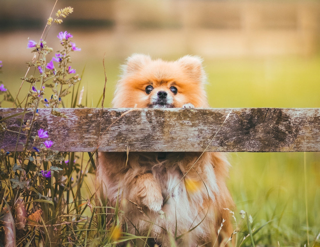 Pomeranians: The Tiny Titans of the Dog World - Wagr Petcare