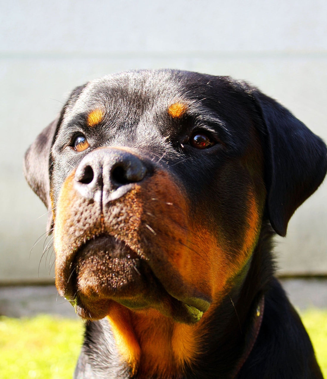 Rottweilers: Loyal Guardians with a Heart of Gold - Wagr Petcare