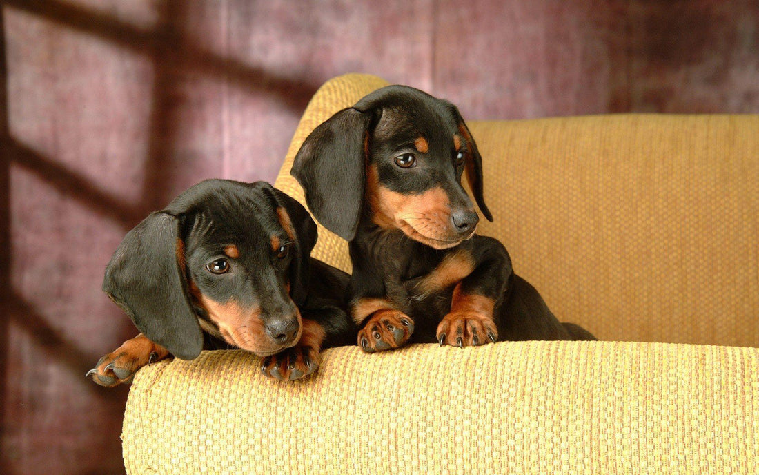 Tips to Correct Common Puppy Behaviour Problems - Wagr Petcare
