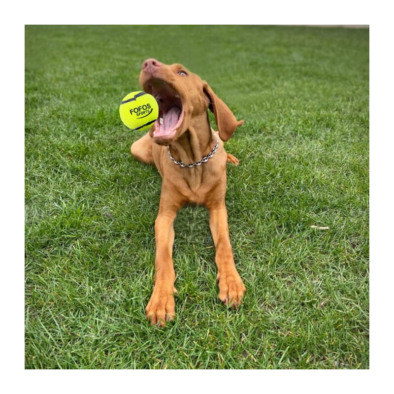 Dog with best sale 4 balls