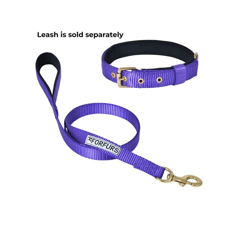 Smart buckle dog sales collar