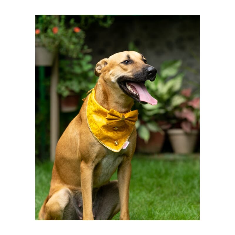 Pawgy Pets Occasion Wear Bow Bandana - Wagr Petcare