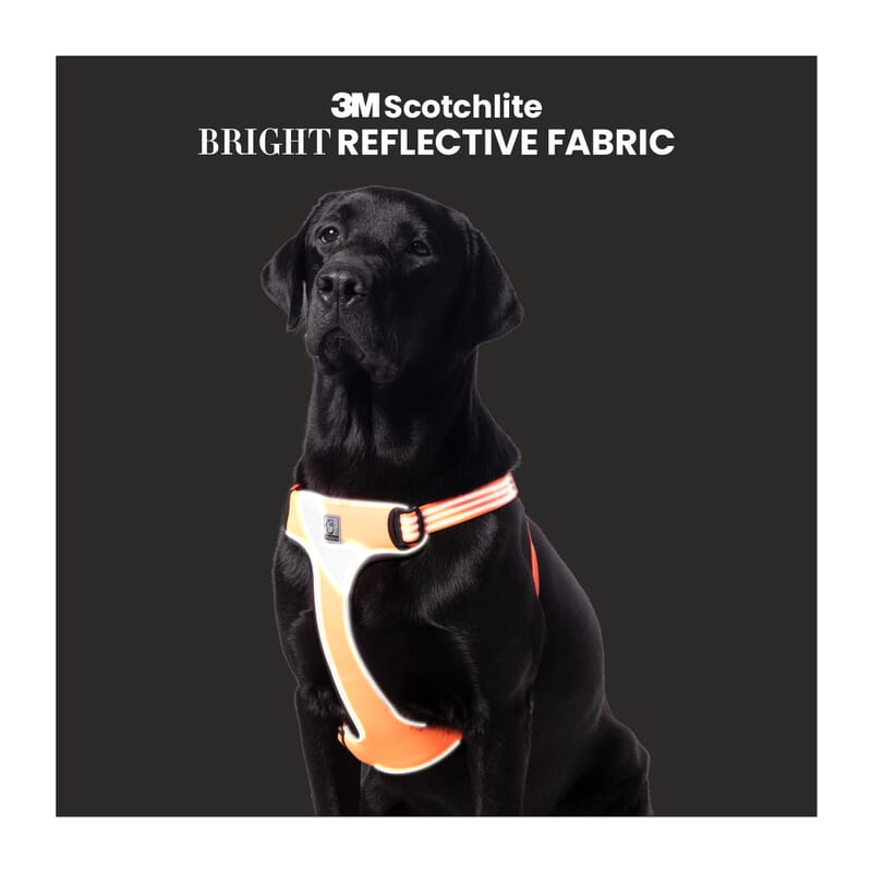 True love outlet dog harness